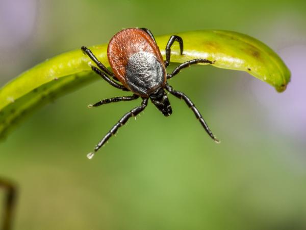 Клещи и болезнь Лайма во Владимирской области: итоги сезона